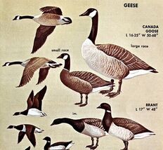 Goose &amp; Brant Varieties And Types 1966 Color Bird Art Print Nature ADBN1r - $369.97 MXN