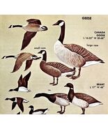 Goose &amp; Brant Varieties And Types 1966 Color Bird Art Print Nature ADBN1r - $371.04 MXN