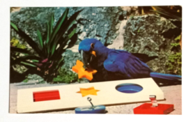 Macaws Jackie Parrot Jungle Bird Miami Florida FL Koppel UNP Postcard 1970s - £4.81 GBP