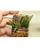 PLEUROTHALLIS RAMPHASTORHYNCHA SMALL ORCHID MOUNTED - $45.05