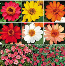 100 pcs Park Seed Profusion SingleFlowered Zinnia Seed Collection - £6.20 GBP
