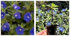 Evolvulus Blue Daze Live Plants, Well-rooted Plug Garden - £23.11 GBP