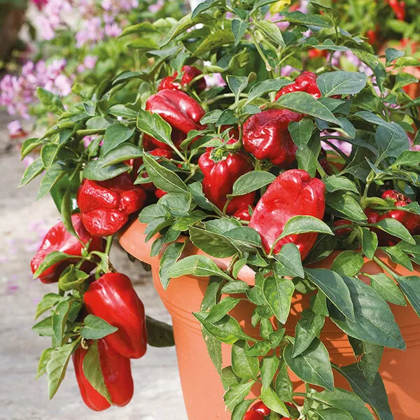 PEPPER SWEET BASKET SWEET RED 500 SEEDS - $12.39
