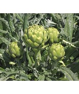 BS 15 Green Globe Artichoke Seeds Artichoke Thistle Cardoon Vegetable Se... - €10,56 EUR