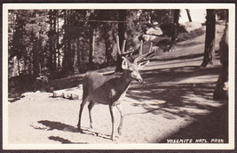 Mule Deer in Yosemite National Park, CA RPPC Real Photo Postcard - £9.59 GBP