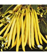 SRN Pencil Pod Yellow Wax Bean Seeds Gold Heirloom Green Beans Vegetable... - $11.23