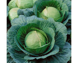 250 Danish Ballhead Cabbage Seeds Fast Shipping - $8.99