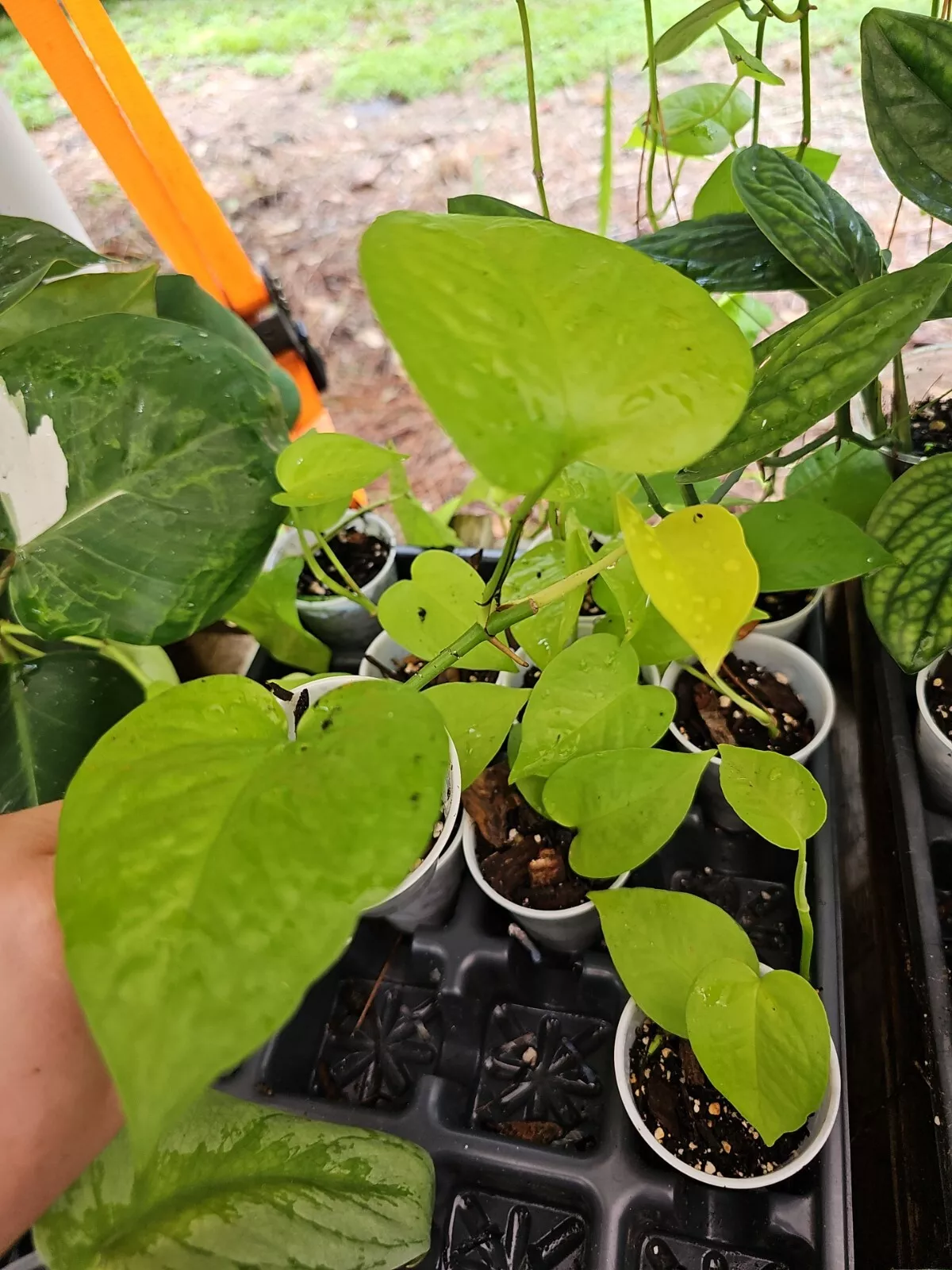 Rooted Neon Pothos 2,5&quot; POT rooted plant NO CUTTING - $19.68