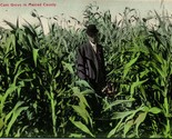 Vtg Postcard 1910s PNC - How Corn Grows in Merced County CA California -... - £15.53 GBP