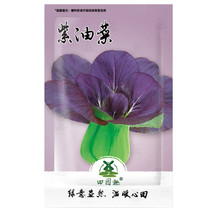  1200 Purple Lady Bok Choy | Pak Choi USA Pok Asian Chinese Seeds - £5.52 GBP