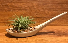 Tilla Critters Miso One of a Kind Airplant Creations by Chili Fiesta Han... - £11.85 GBP
