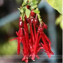 100 Fuchsia , Bonsai Hanging Flowers Seeds - $89.17 MXN