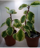 Variegated Baby Rubber Plant | 4&#39;&#39; Pot | Peperomia obtusifolia variegata... - £15.17 GBP