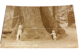 Postcard RPPC Hollow Redwood - Muir Woods National Monument 50&#39;s MCM California - £5.53 GBP