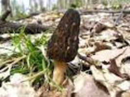 Black Morel Mushroom Kit large - $22.99