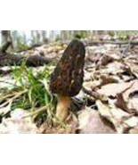 Black Morel Mushroom Kit large - $31.54 CAD