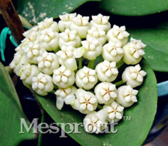 Flower Bonsai Hoya Kerrii Bonsai December Orchid Bonsai Supplies 100 Seeds Color - $8.35