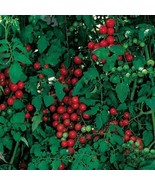 Sweetie Tomato Cherry Fruit, 100 Seeds d - $10.35