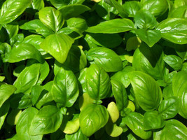 500+ Genovese Basil Seeds Sweet Basil Herb Ocimum Basilicum - £9.44 GBP
