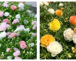 5000 Seeds Beautiful everlasting flower-moss rose Fresh Garden - £25.86 GBP