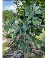 6+  Lbs of Spineless CACTUS PADS Opuntia Nopal 4 Human, Reptile Food or ... - $553.31 MXN