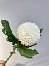 300 White Pompon Chrysanthemum Seeds Pompon Mum Courtyard Flowers - $4.75