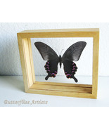 Blue Peacock Papilio Arcturus Real Butterfly Entomology Double Glass Dis... - $1,881.48 MXN