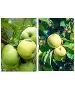 seedling Antonovka Apple tree fruit very hardy edible LIVE PLANT - $54.99