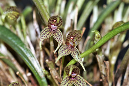 Dryadella Simula Miniature Orchid Mounted - £26.23 GBP
