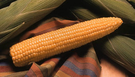 New Fresh Seeds 50 Corn Seeds Honey Select Sweet Corn USA Seller - £19.80 GBP