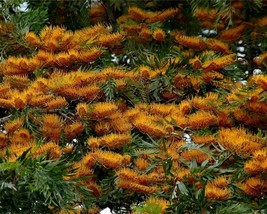 Grevillea Robusta (Silkoak Tree) 15 seeds - £0.90 GBP