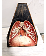 Antique 1930s Anatomical Model of Human Pulmonar System, Langs, Bronches... - $11,241.64 MXN