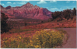 Arizona Postcard Oak Creek Canyon Grey Mountain Coffee Pot Rock Flowers - £2.21 GBP