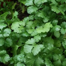 Slow Bolt Cilantro Coriander Seeds Organic Garden Fast Shipping - $6.50