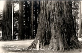 Mill Creek State Park Redwood California The Wellman Tree RPPC Postcard Z27 - £6.33 GBP