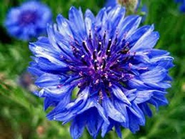 Dwarf Blue Bachelor Button 500 Seeds Organic, Beautiful Flower,Border Flower - $13.11