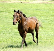 8x10 Color photo BELMONT WINNER  TOUCH GOLD at Old Friends - $20.00
