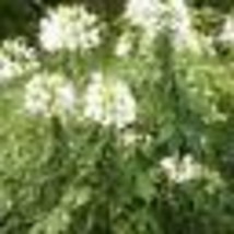 200 Seeds Cleome White Queen Spider Plant Fall Planting Pollinators Usa Non-GMO - £9.43 GBP