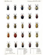 Beetles - Coleoptera #2 - 1885 - Insect Illustration Poster - £26.37 GBP