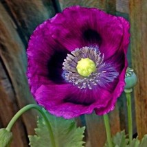 500 Seeds Poppy Laurens Grape Poppies Purple Attracts Bees Butterflies Non Gmo - £9.42 GBP