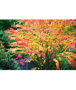 Best 30 KATSURA TREE SEEDS Cercidiphyllum japonicum - $10.40