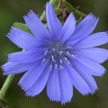 New 20 Chicory Root Flower Seeds Blue Yellow White Colorful Fast Growing Coffee, - £10.48 GBP