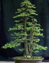 FROM US 20 Seeds Sequoiadendron giganteum (BONSAI Giant Sequoia Redwood) EC14 - £28.10 GBP