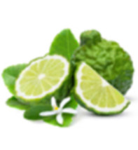 For Florida only!! Kaffir Lime Tree 1-2 ft. tall, potted plant - £78.48 GBP