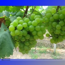 Fragrant Sweet Green Grape Organic Seeds 15 Seeds Beautiful - $7.11