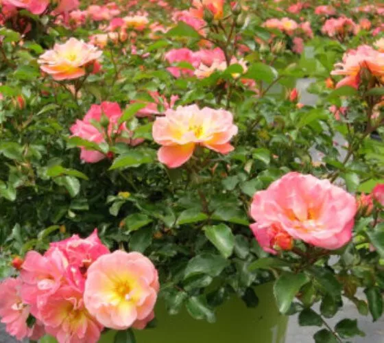 1 Live Plant Peach Drift Groundcover Rose Starter Plant - £45.01 GBP