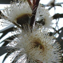 Fresh USA Seller Eucalyptus Globulus Ssp Globulus 50 Seeds Tasmanian Blue Gum Tr - $16.84