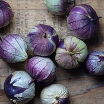 Deep Purple Tomatillo Seeds 50 Ct Physalis Ixocarpa Non Gmo  - £9.00 GBP