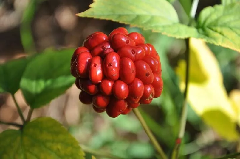 American Ginseng Seeds 50 Ready to Plant - $17.90