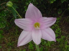 Habranthus Robustus Pink Rain Lily Seeds Fresh Seeds Fast Shipping - £12.68 GBP